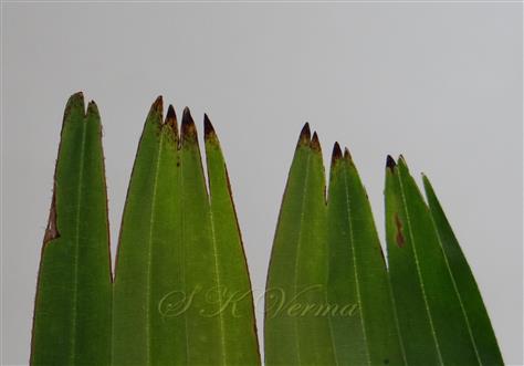  Apex of leaf segment